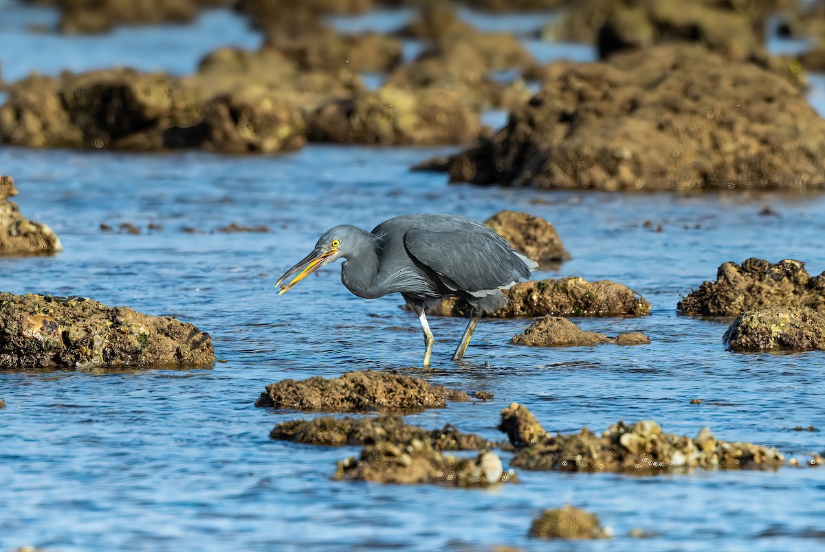 Pacific Reef-Heron - ML639252937