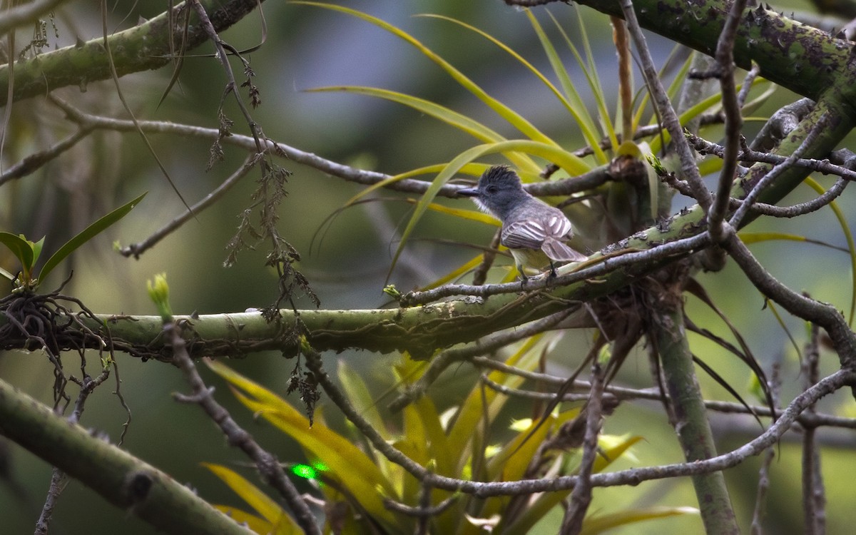 Sooty-crowned Flycatcher - ML639253028