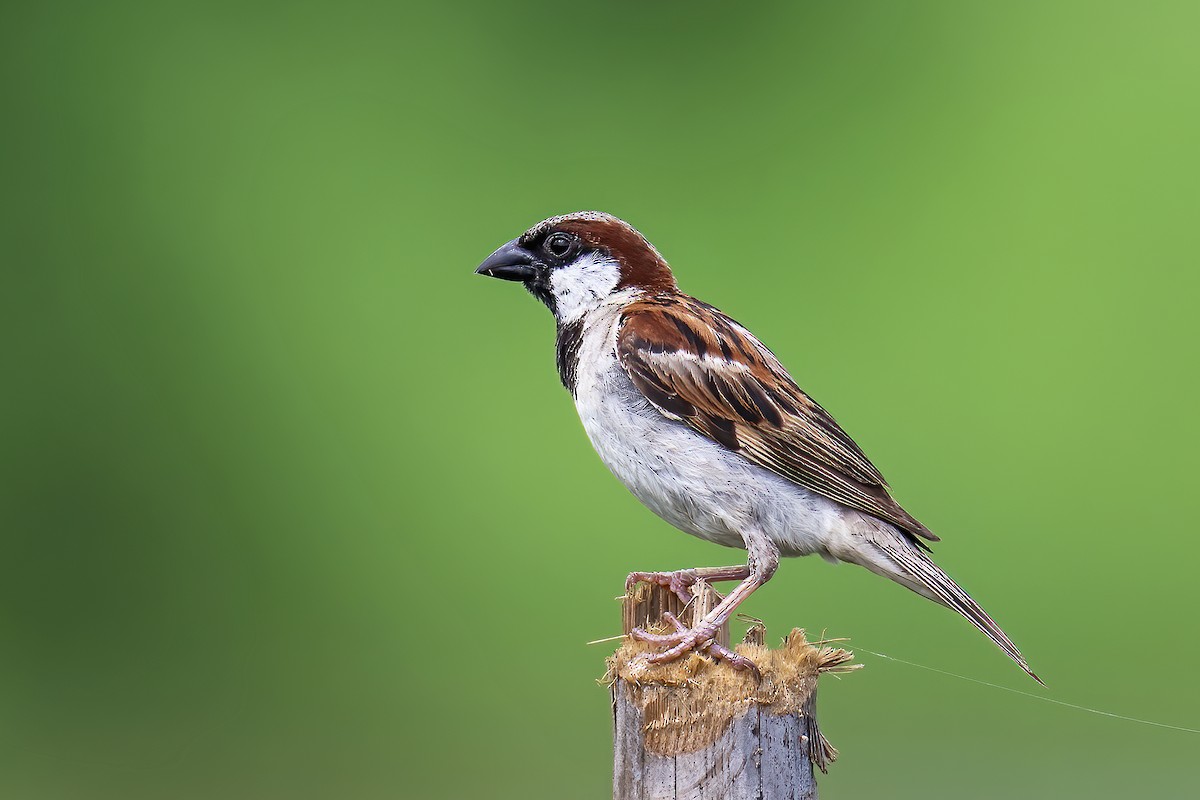 House Sparrow - ML639253044