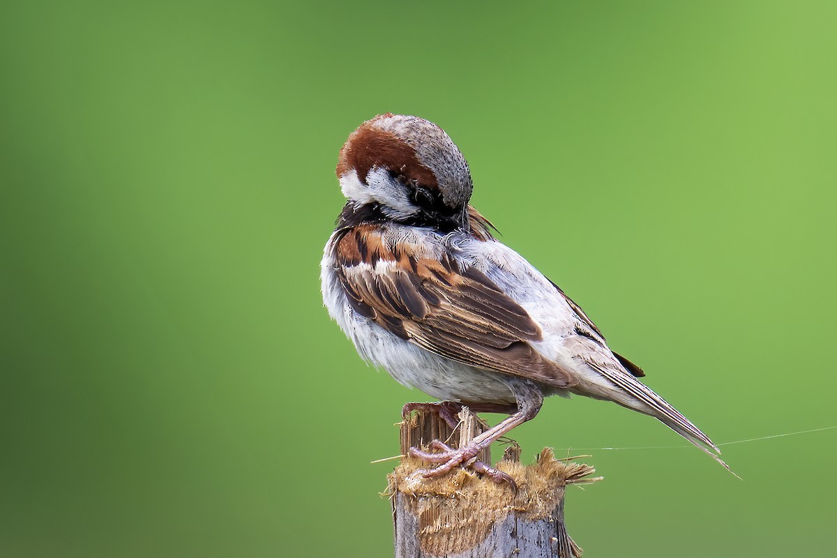 House Sparrow - ML639253045