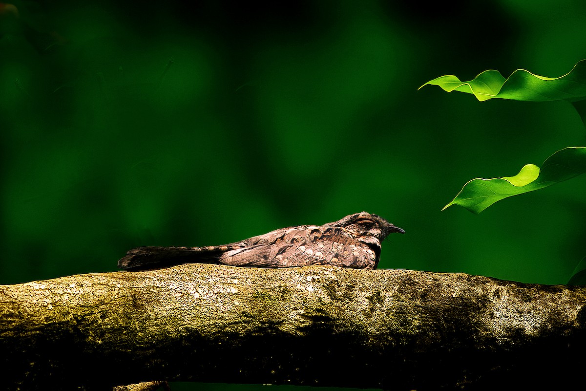 nightjar sp. - ML639253046