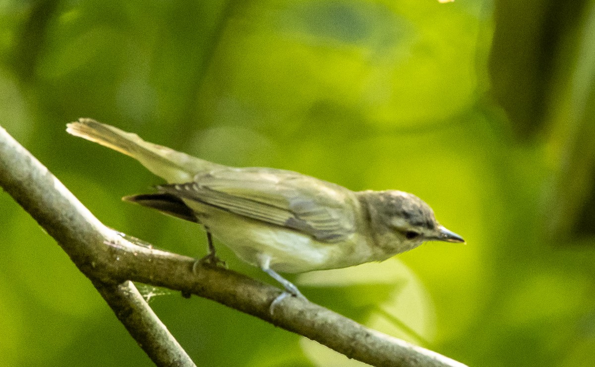 Red-eyed Vireo - ML639253092