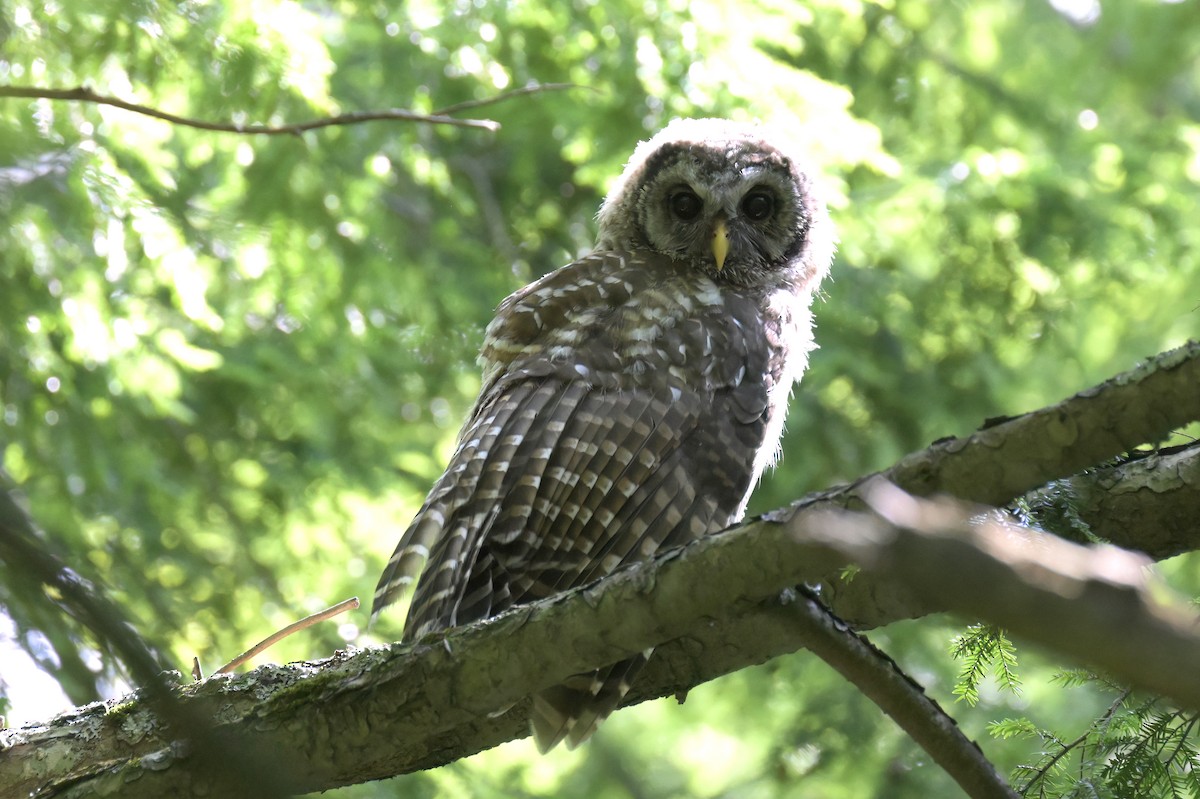 Barred Owl - ML639253161