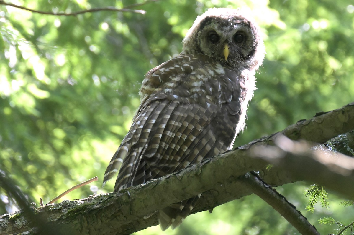 Barred Owl - ML639253162
