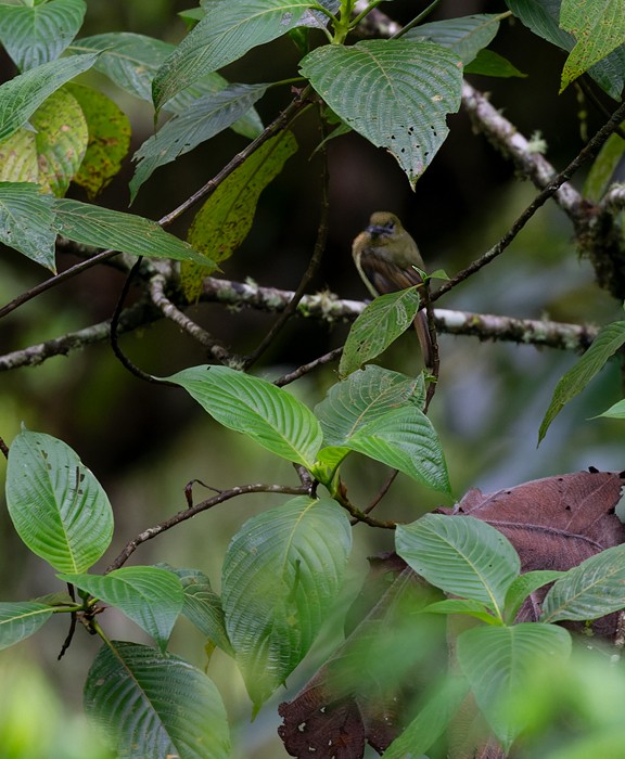 Fulvous-breasted Flatbill - ML639253255