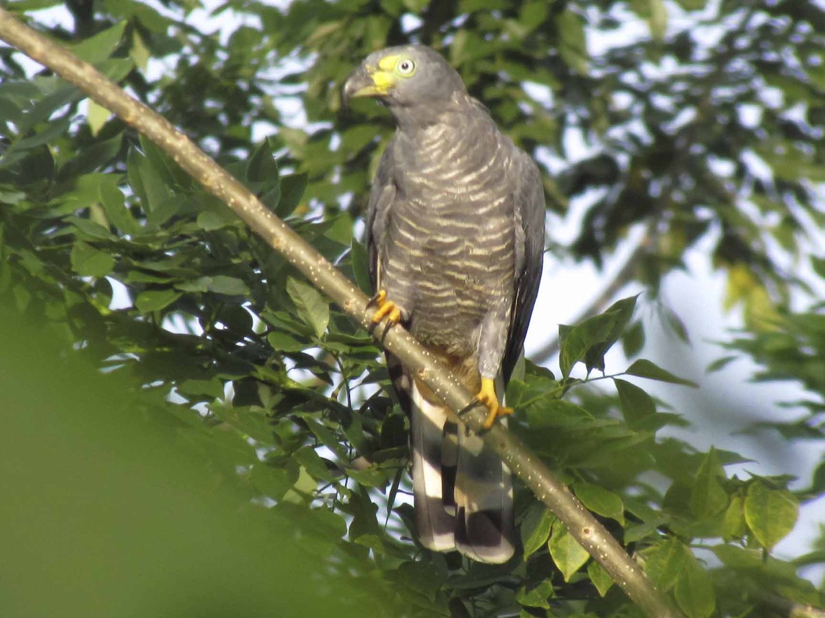 Hook-billed Kite - ML63925331