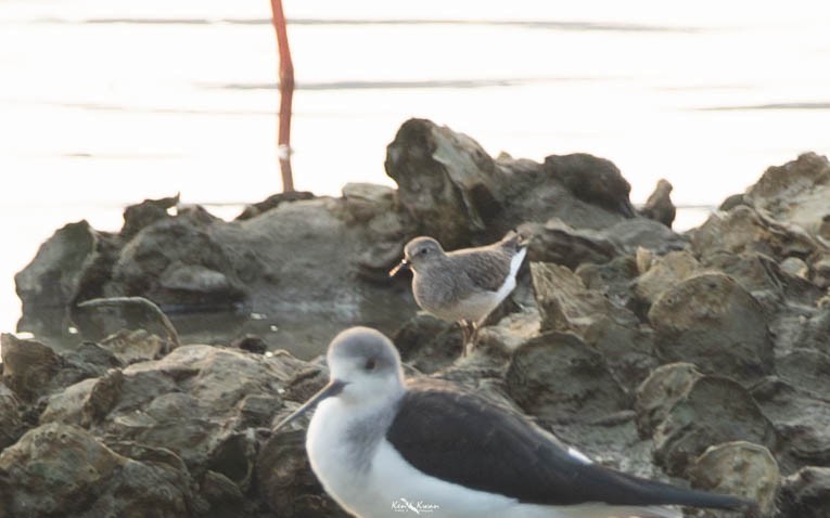 Temminck's Stint - ML639253350