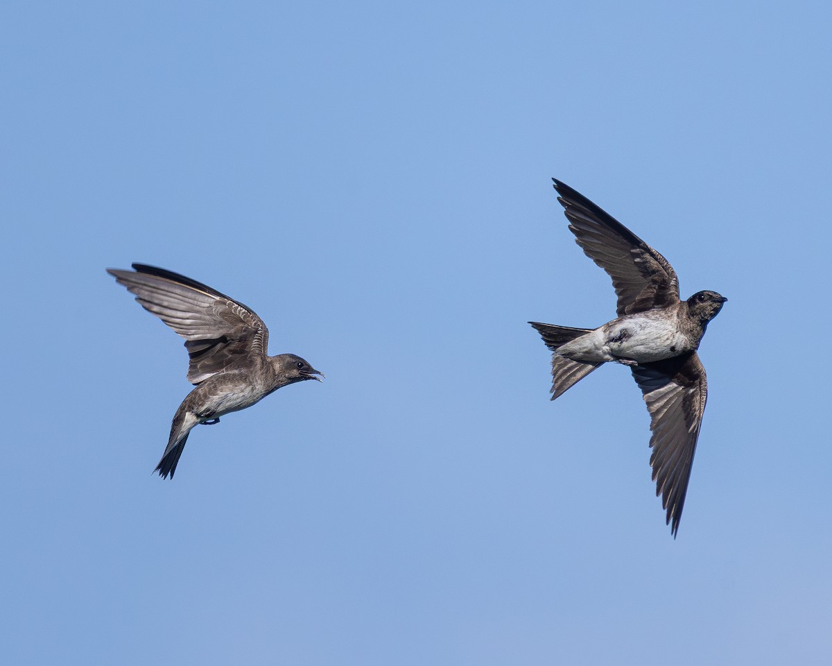 Purple Martin - ML639253355