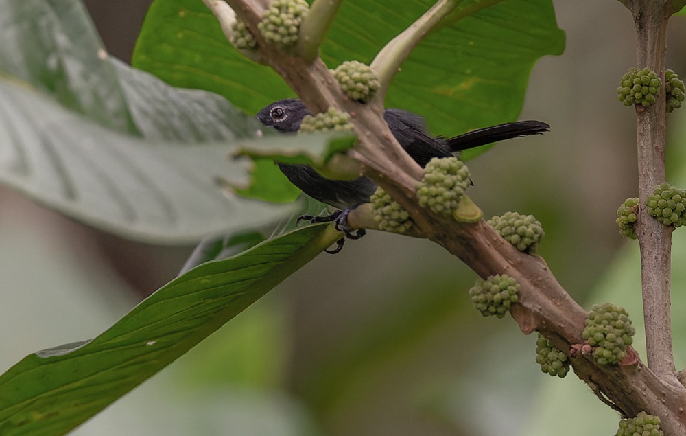 Slate-throated Gnatcatcher - ML639253366