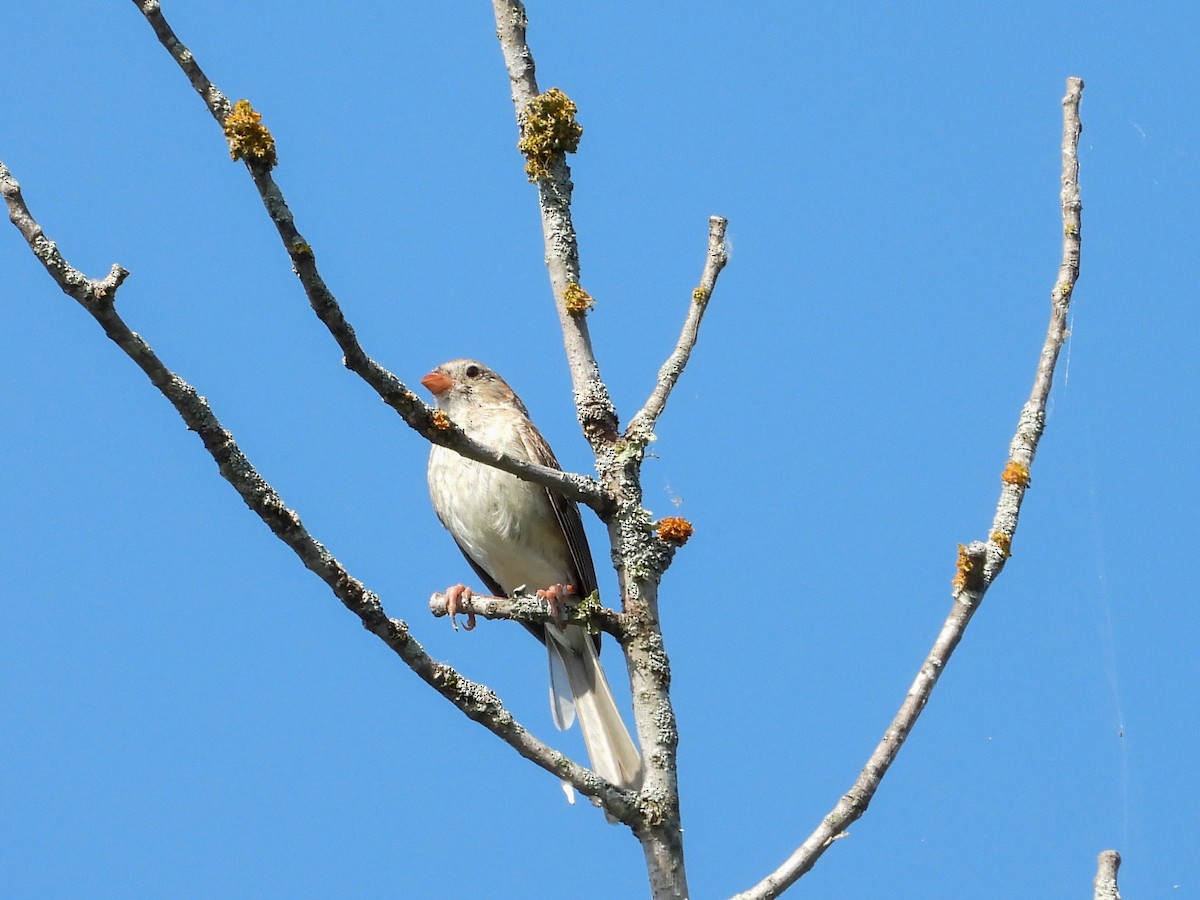 Field Sparrow - ML639253438
