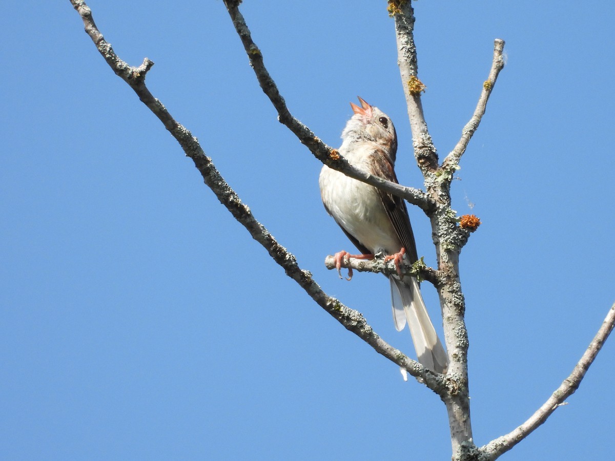 Field Sparrow - ML639253439