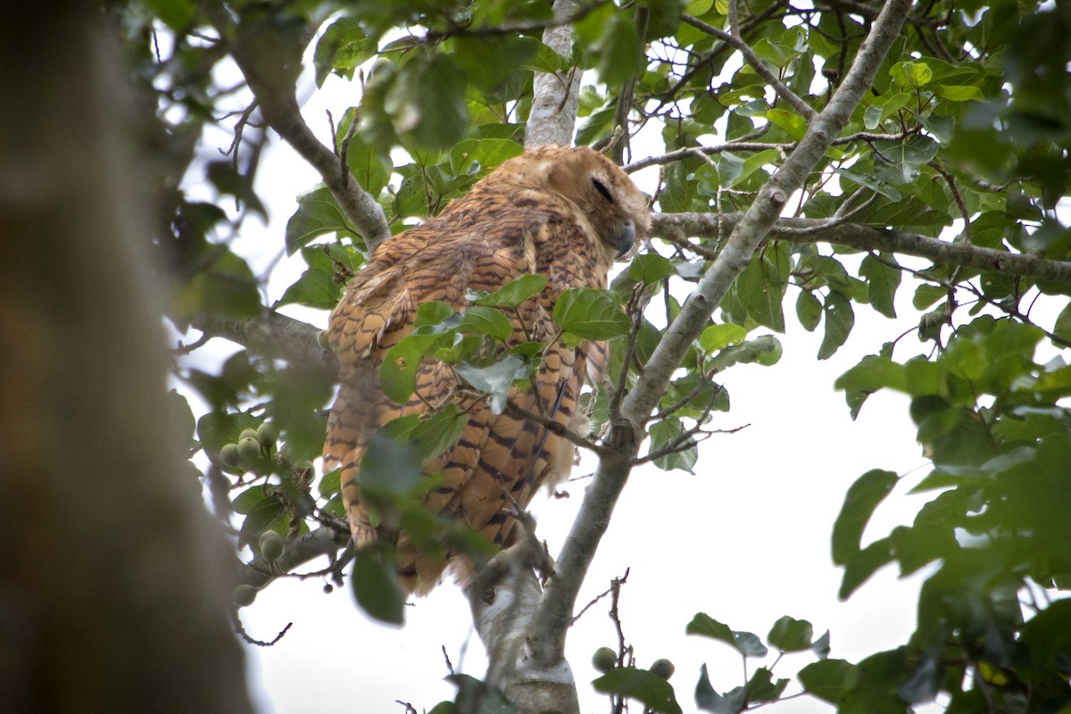 Pel's Fishing-Owl - ML639253551