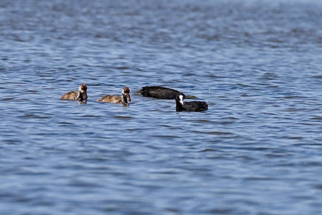 Eurasian Coot - ML639253572