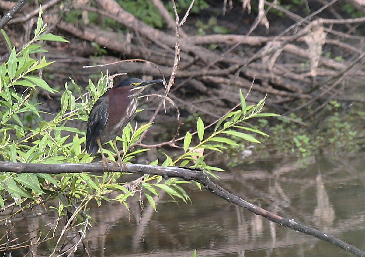 Green Heron - ML639253606