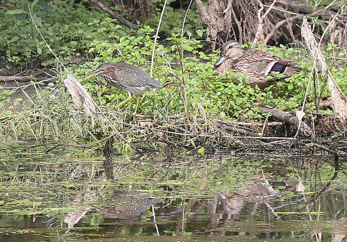 Green Heron - ML639253627