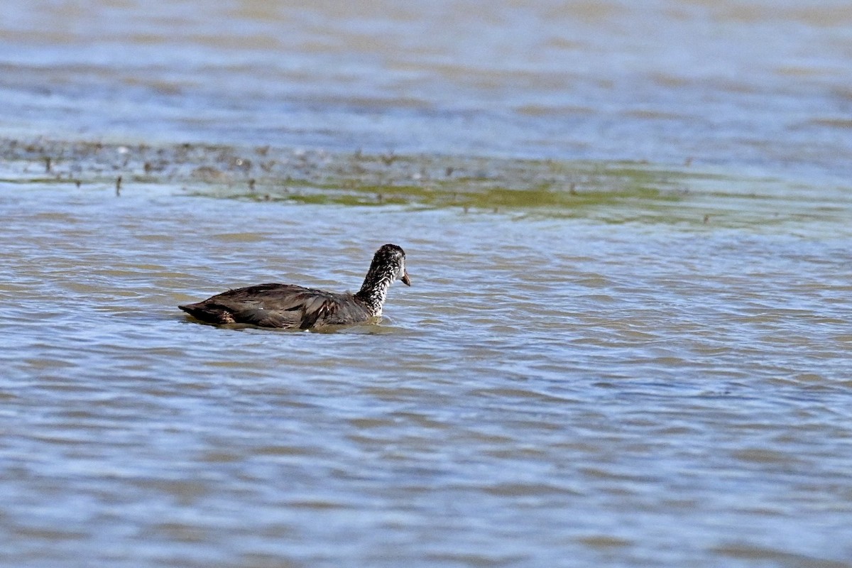 Eurasian Coot - ML639253633
