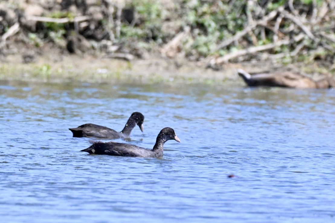Eurasian Coot - ML639253634