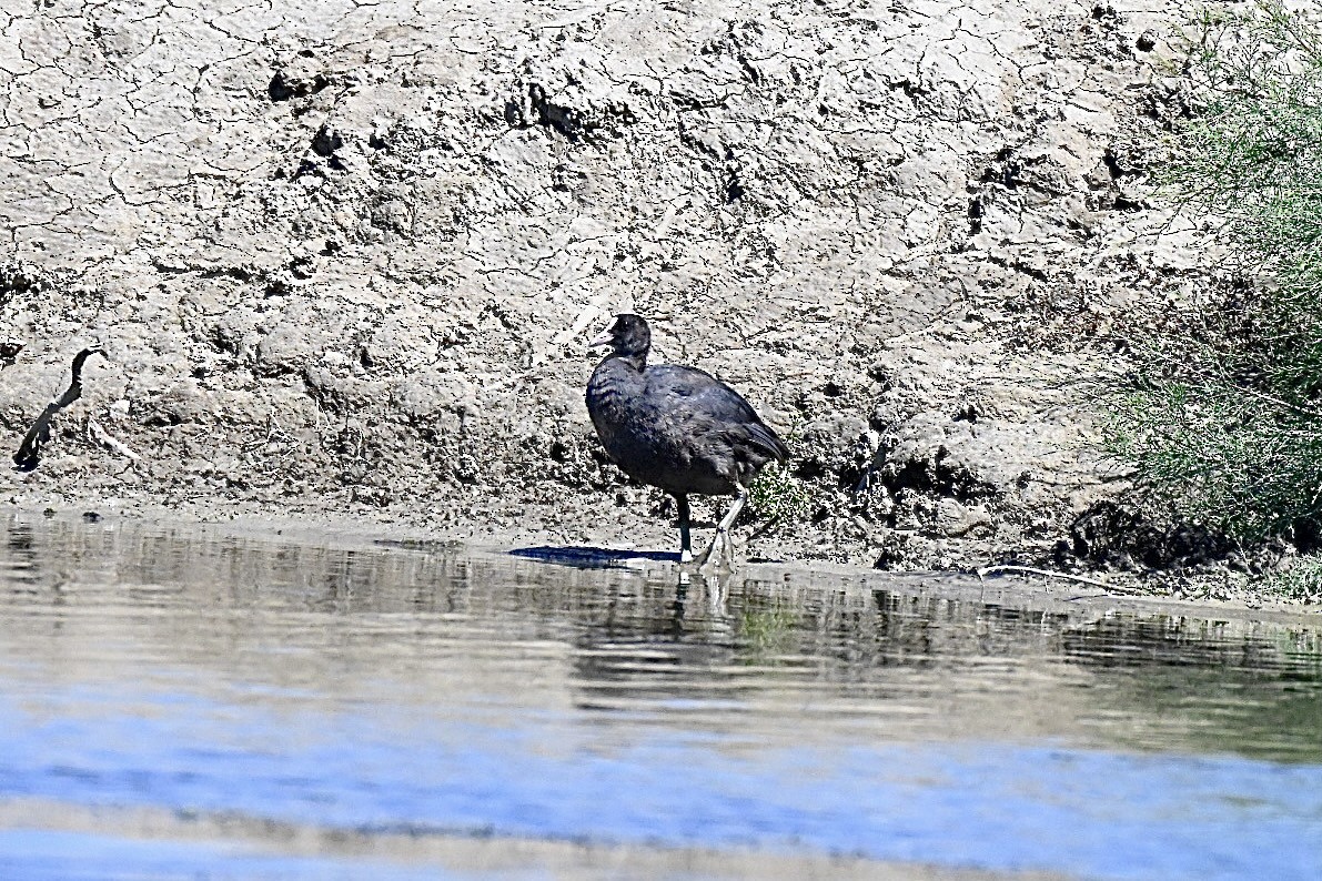 Eurasian Coot - ML639253635