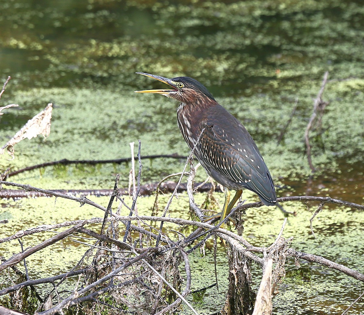 Green Heron - ML639253646