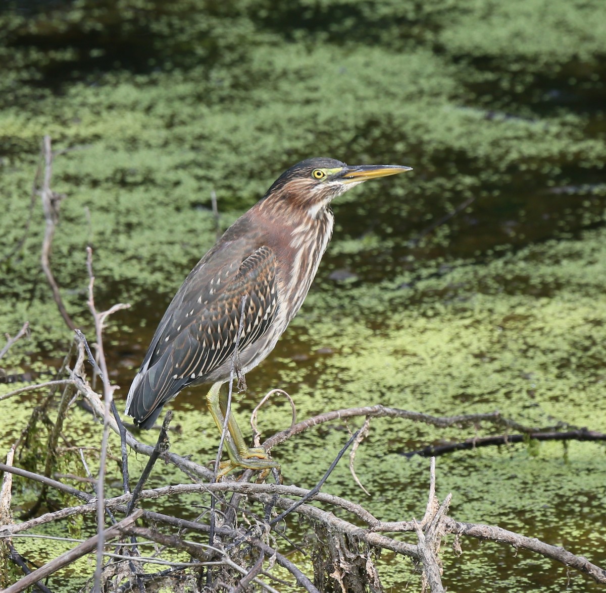 Green Heron - ML639253653