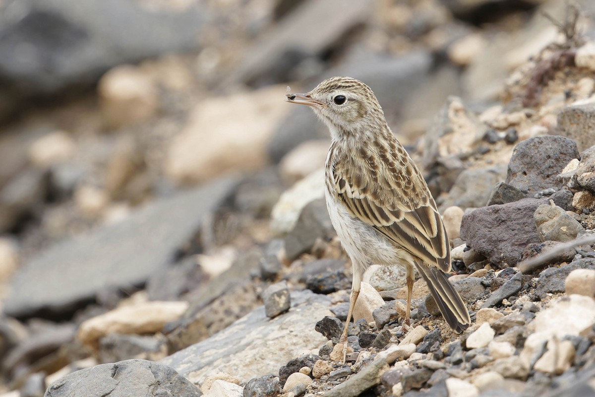 Pipit de Berthelot - ML639253783
