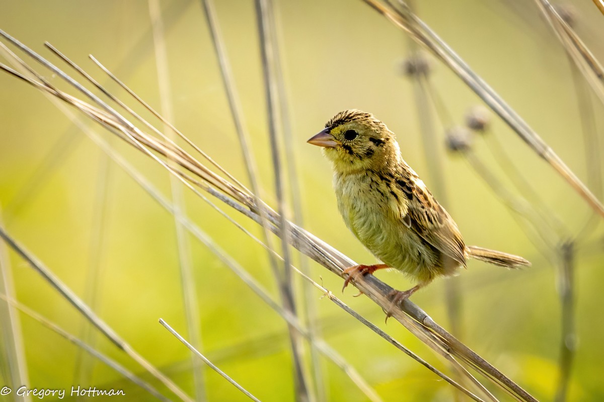 Henslow's Sparrow - ML639253811
