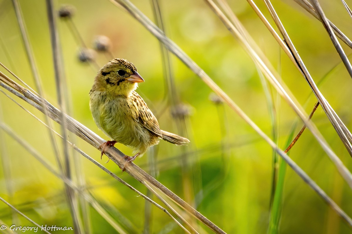 Henslow's Sparrow - ML639253812