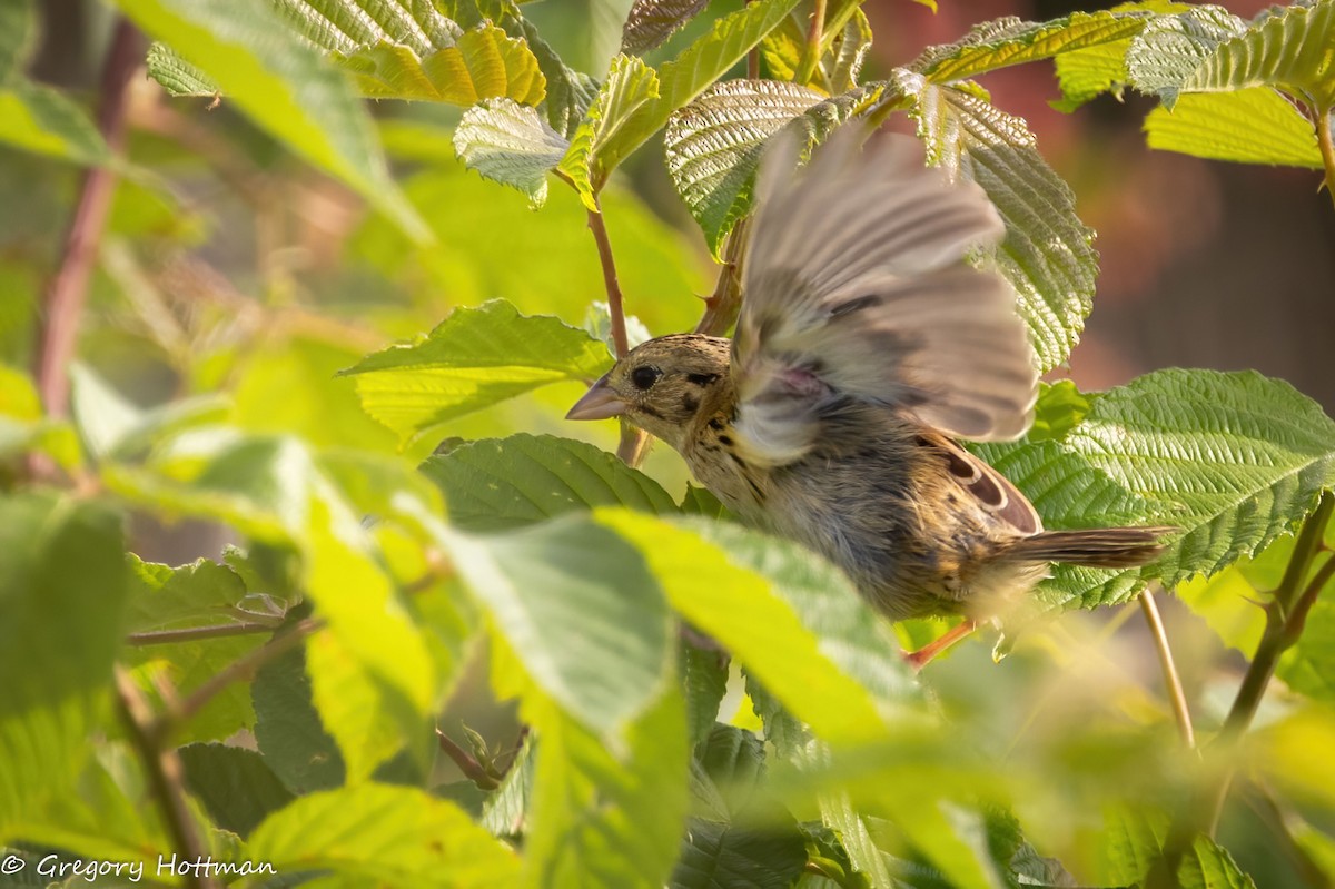 Henslow's Sparrow - ML639253813