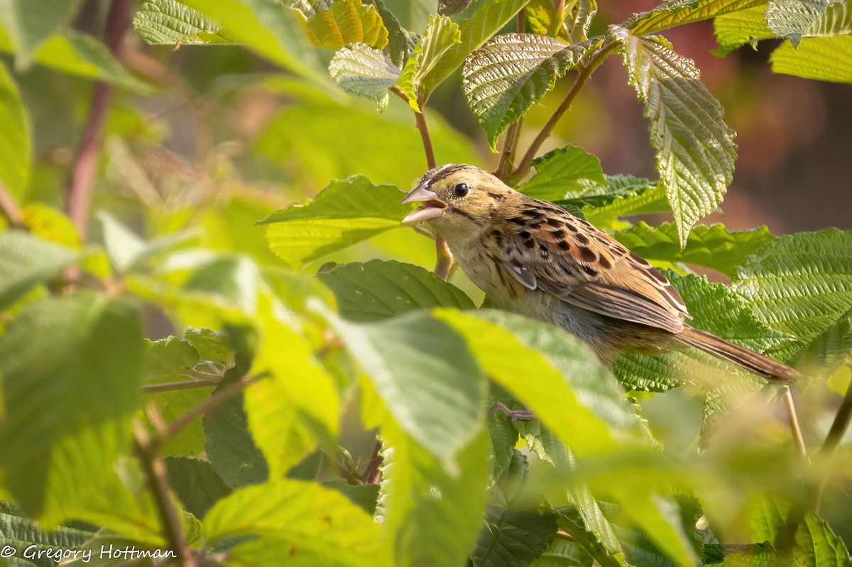 Henslow's Sparrow - ML639253814