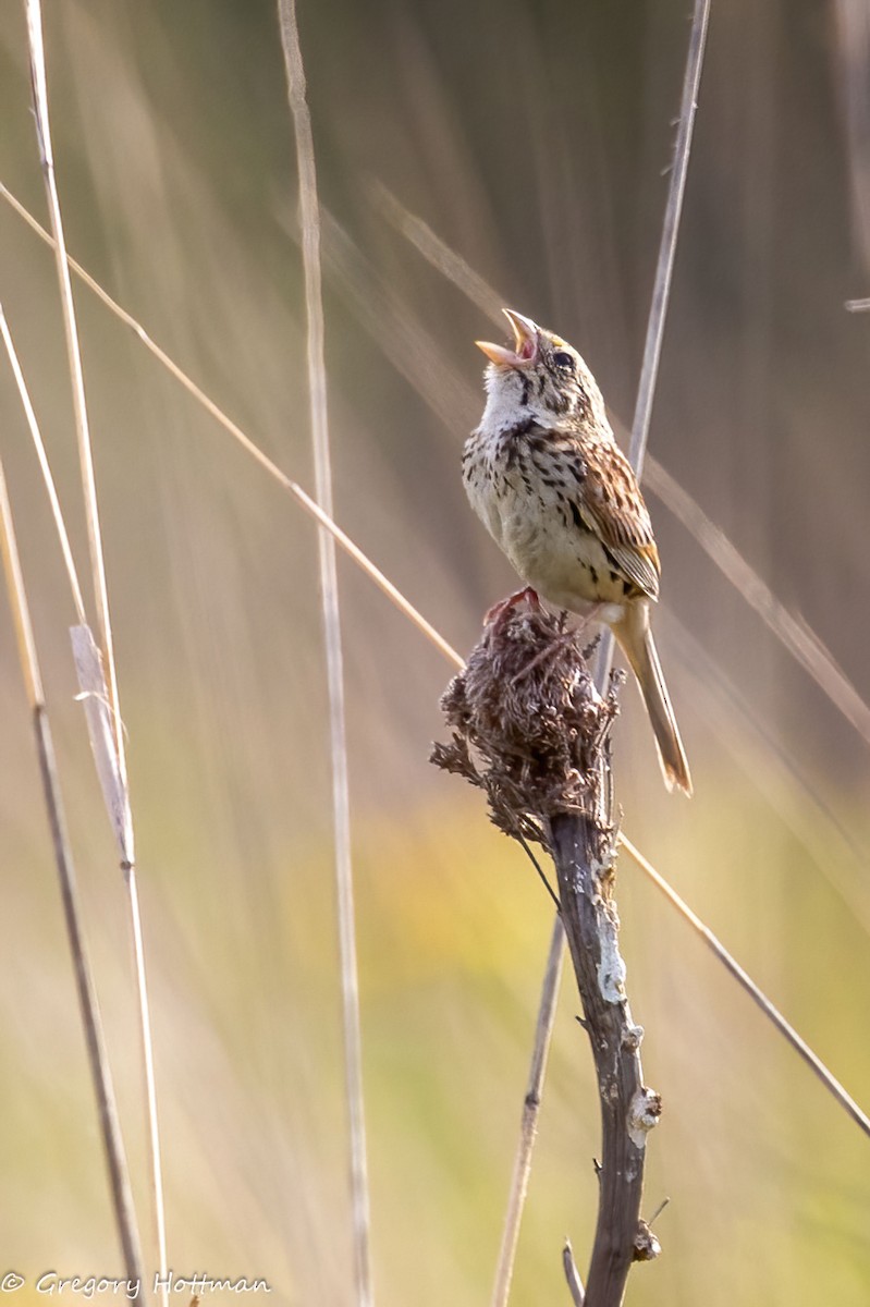 Henslow's Sparrow - ML639253815