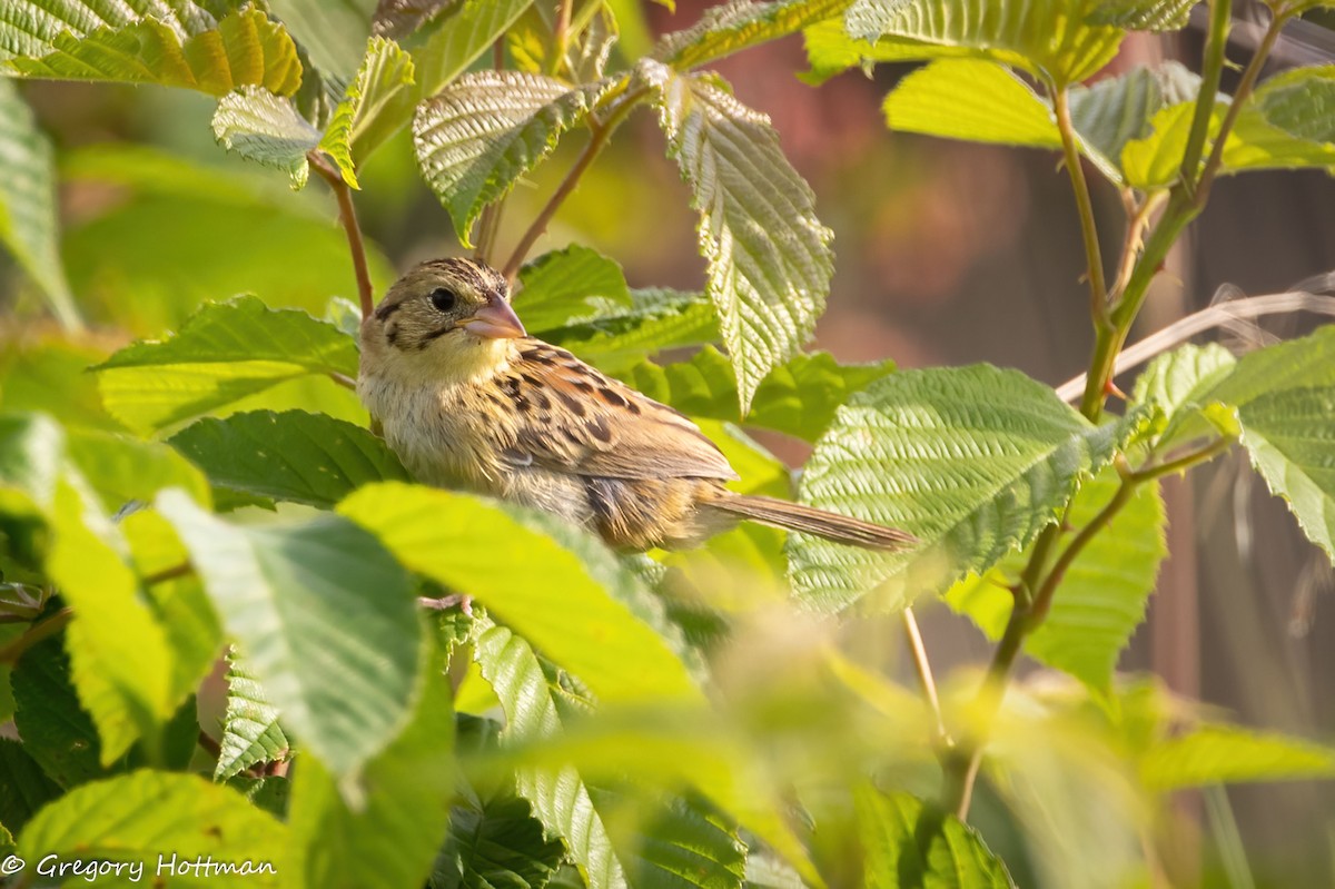 Henslow's Sparrow - ML639253816
