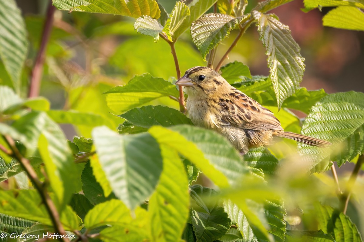 Henslow's Sparrow - ML639253817