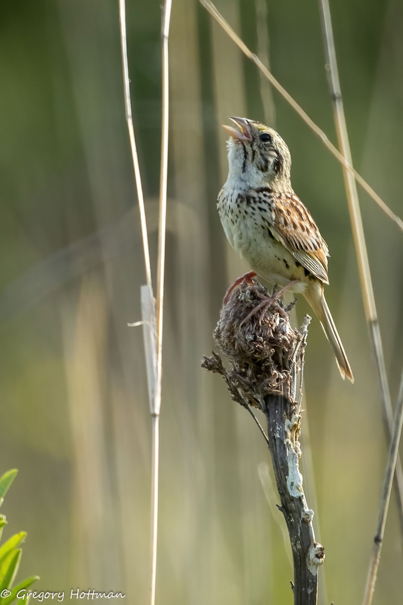 Henslow's Sparrow - ML639253818