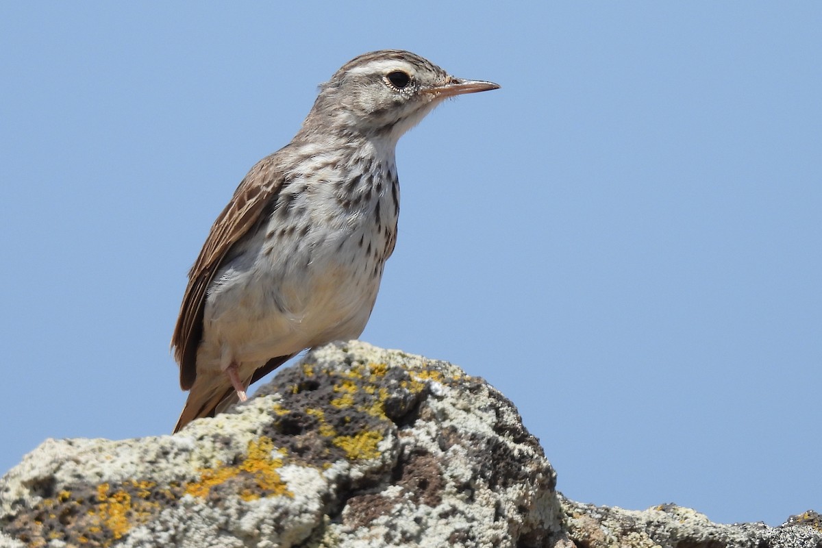 Pipit de Berthelot - ML639253821