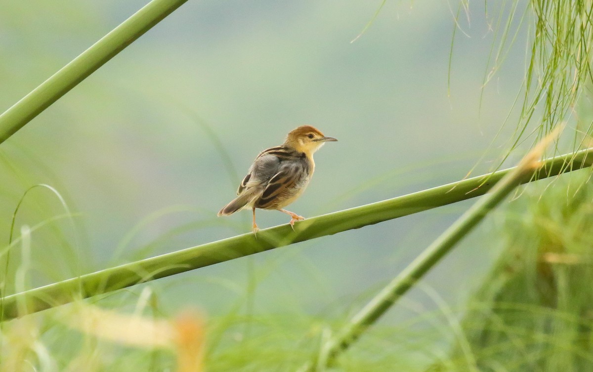 Carruthers's Cisticola - ML639253837