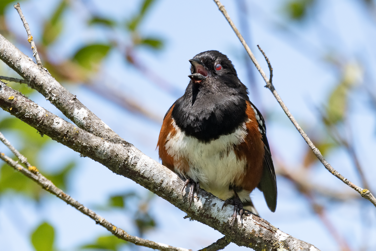 Spotted Towhee - ML639253867