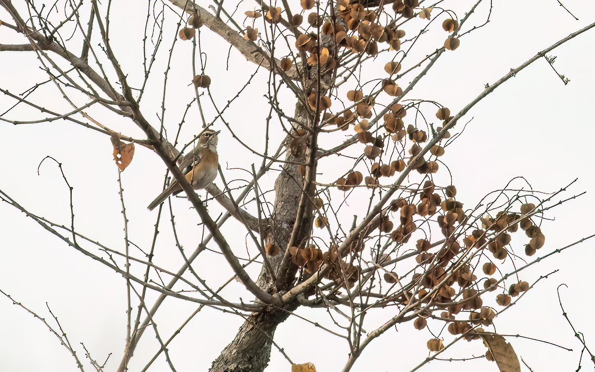 Miombo Scrub-Robin - ML639254077