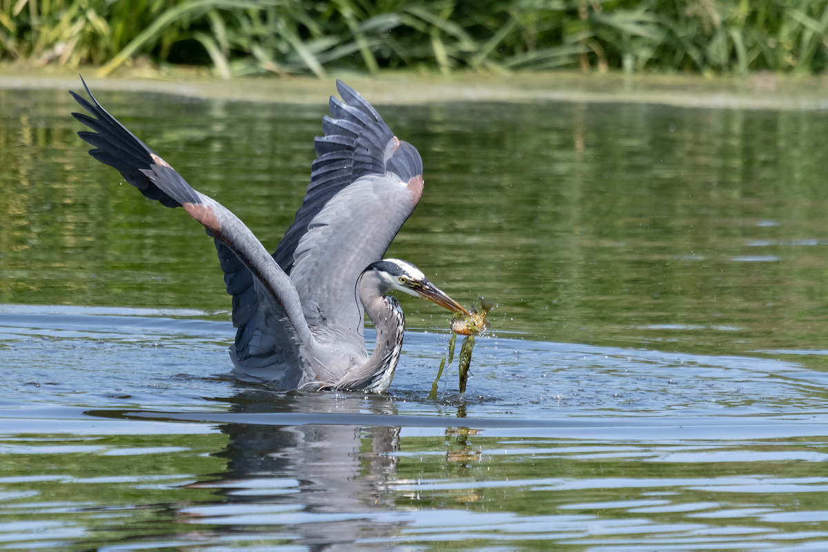 Great Blue Heron - ML639254094