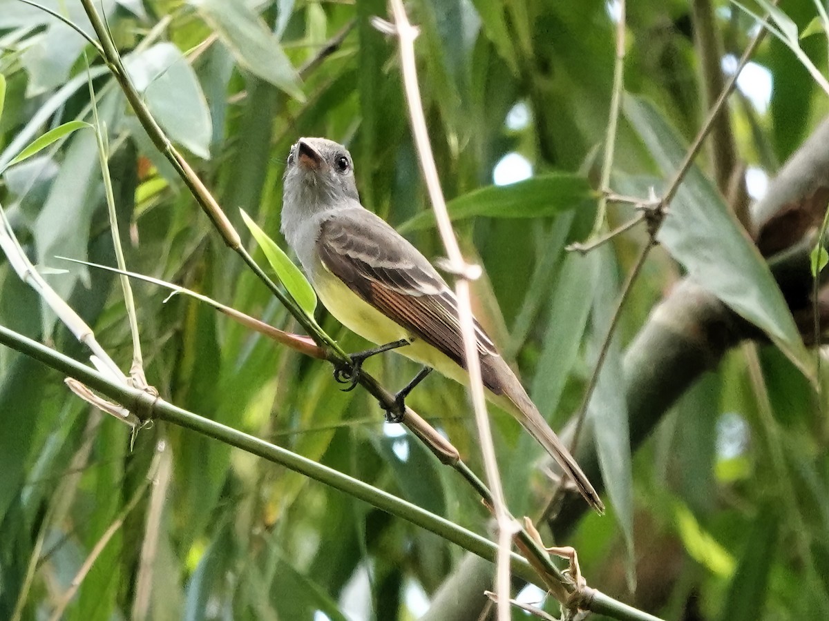 Great Crested Flycatcher - ML639254127