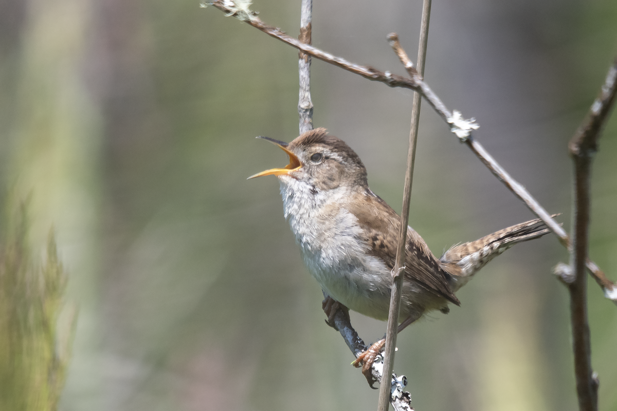 Marsh Wren - ML639254187