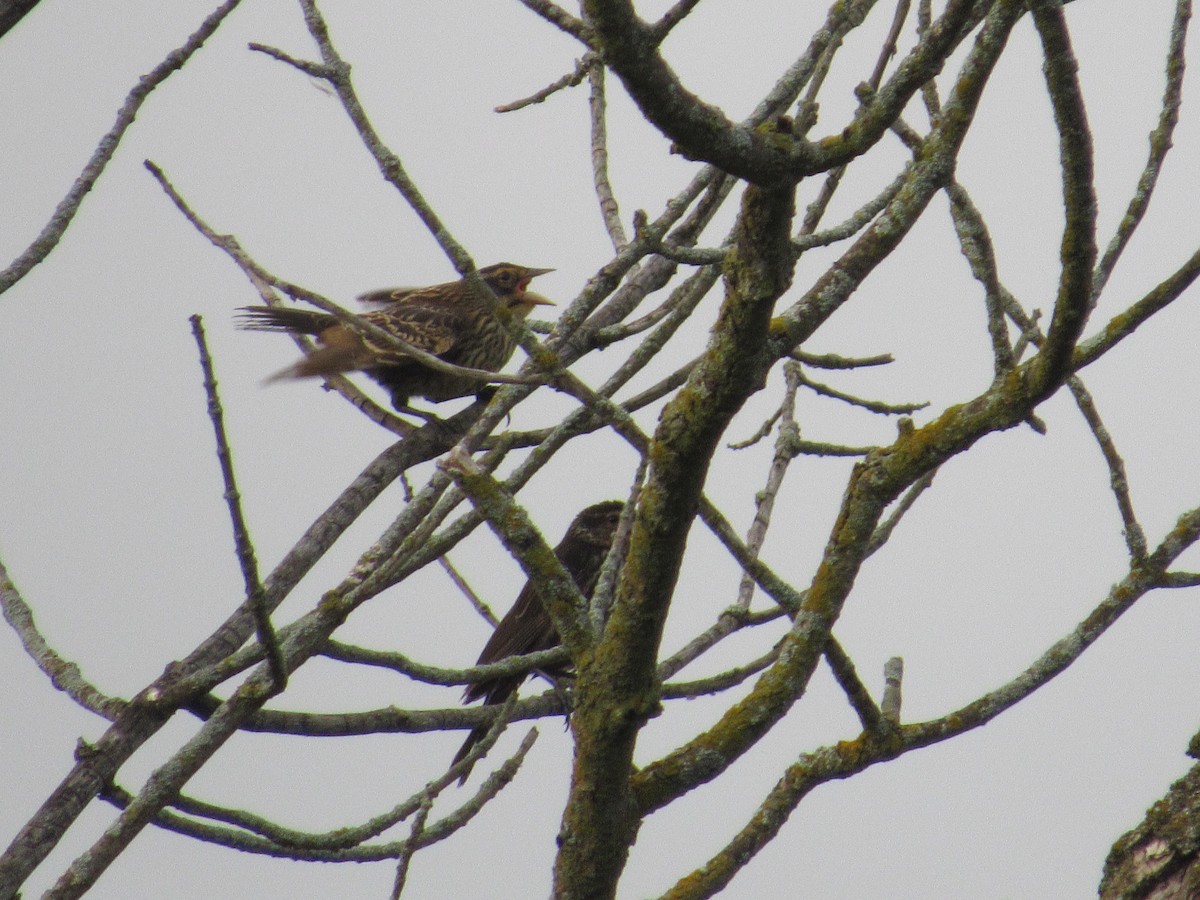 Red-winged Blackbird - ML639254189
