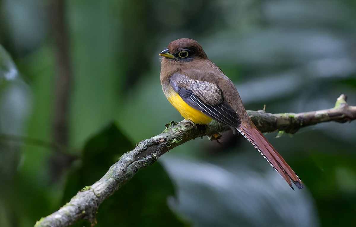 Choco Black-throated Trogon - ML639254209