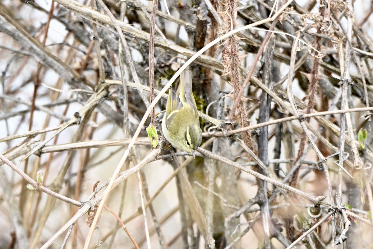 Buff-barred Warbler - ML639254281