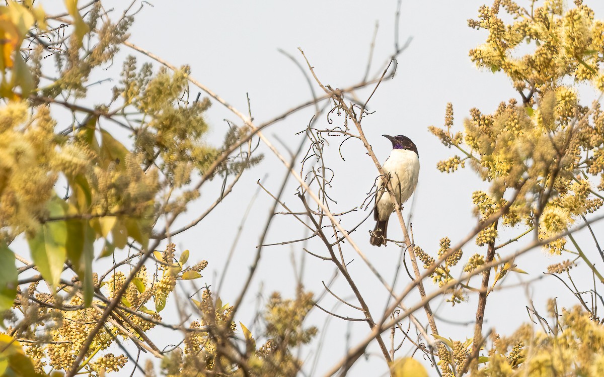 Suimanga Violeta - ML639254329