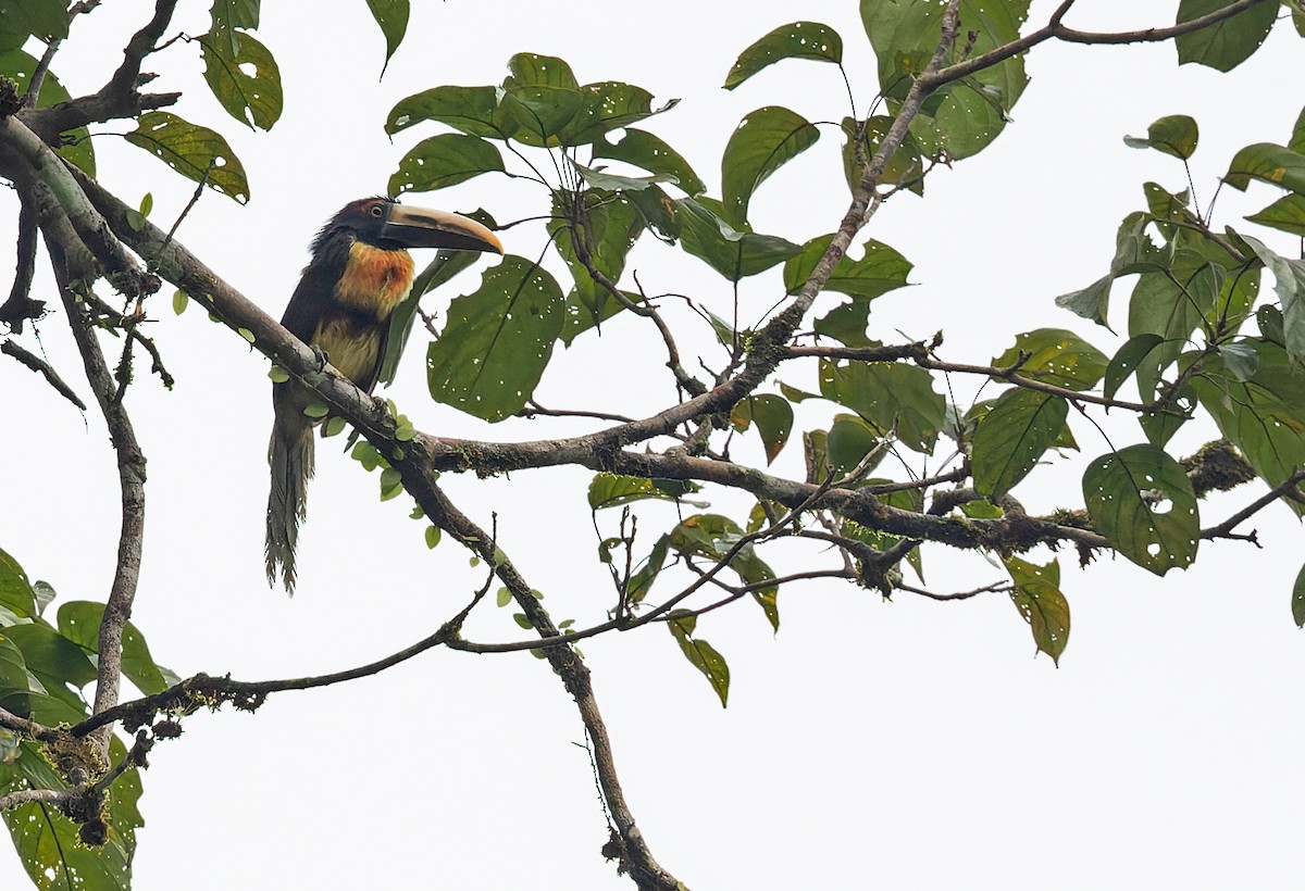 ムナフチュウハシ（sanguineus） - ML639254422