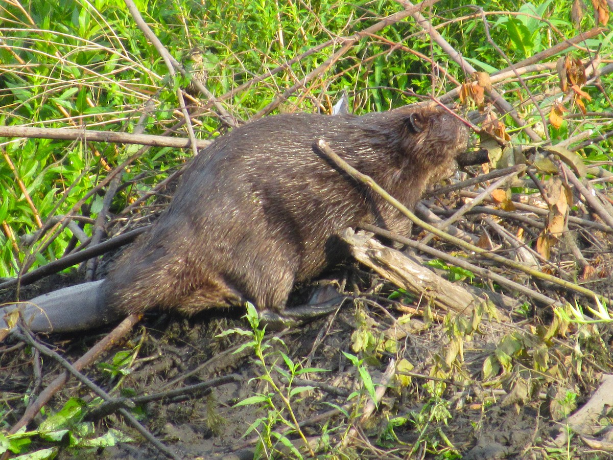 American Beaver - ML639254544