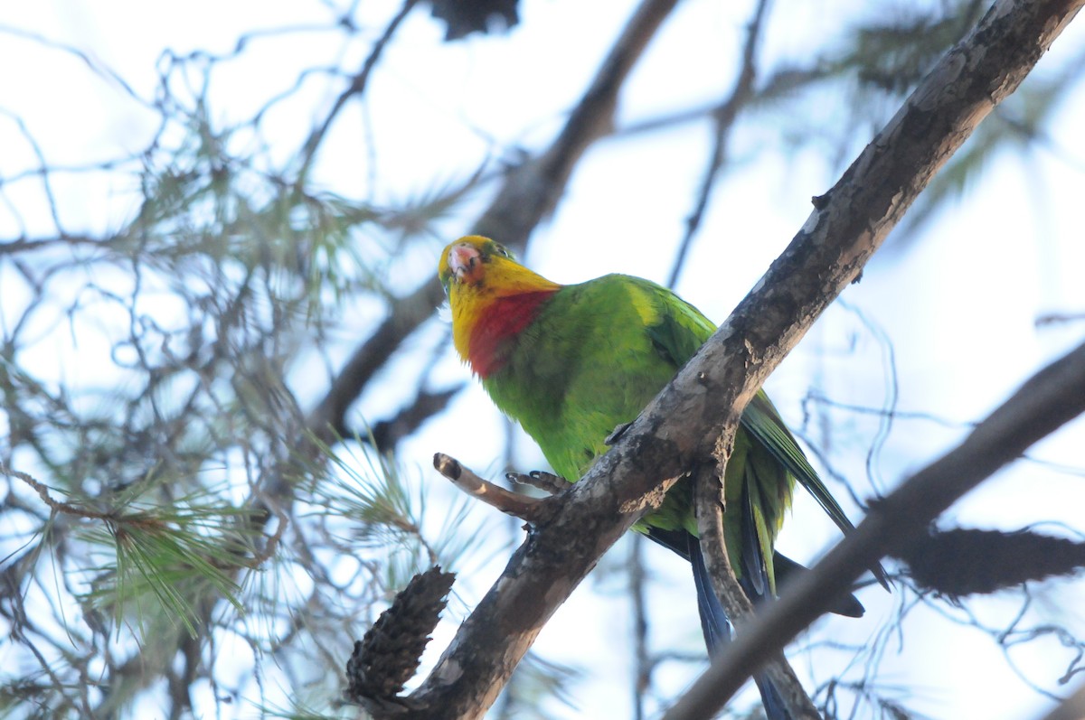 papouškovec nádherný - ML639254616