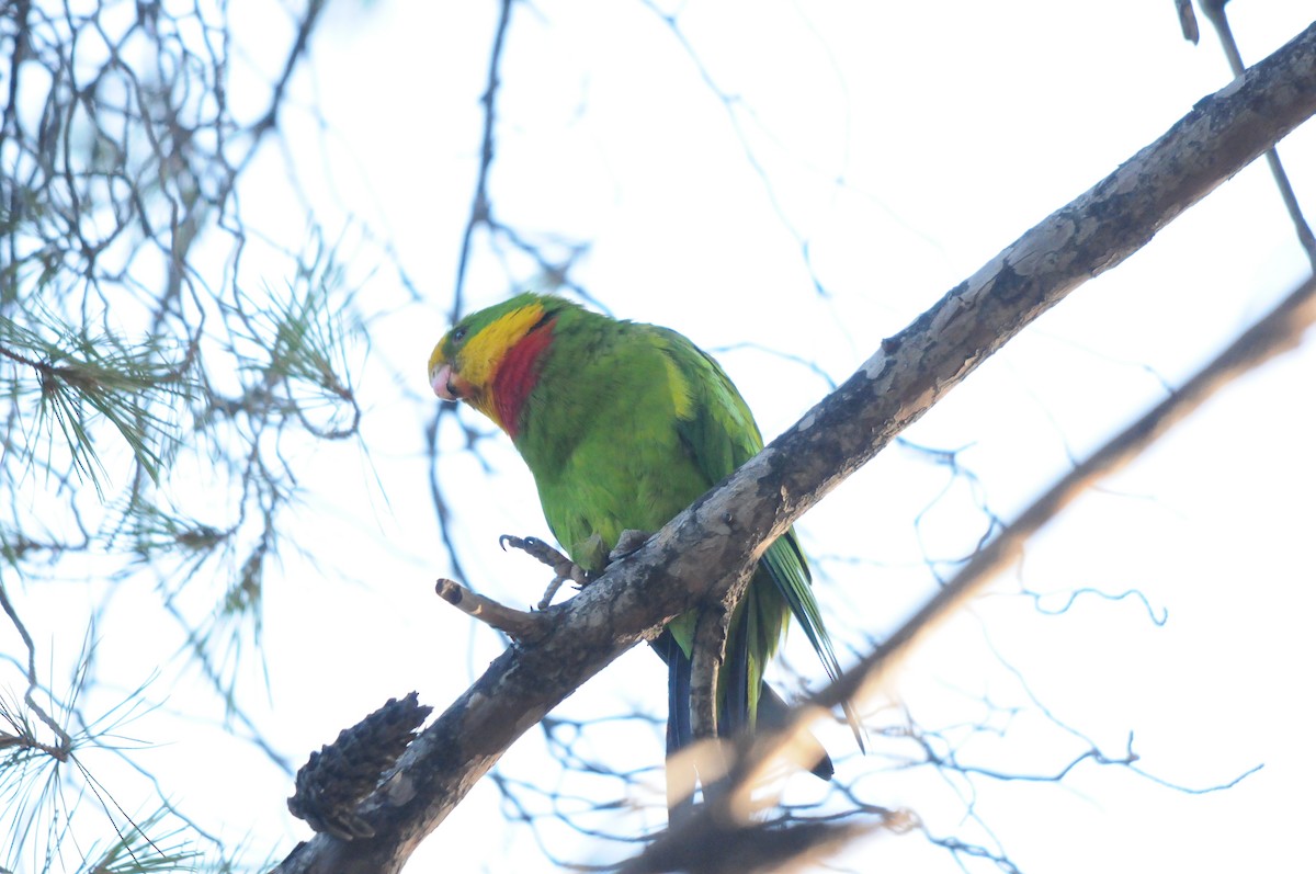 papouškovec nádherný - ML639254620