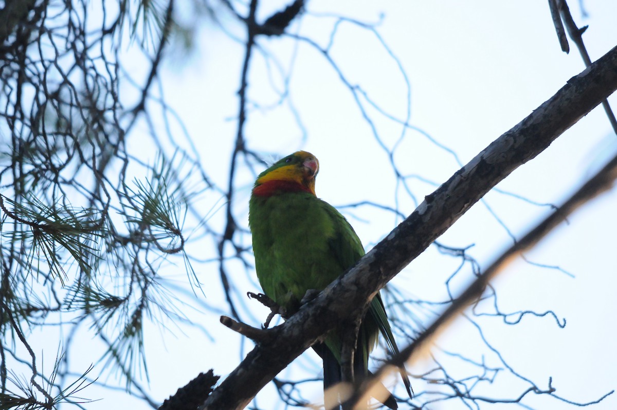 papouškovec nádherný - ML639254624