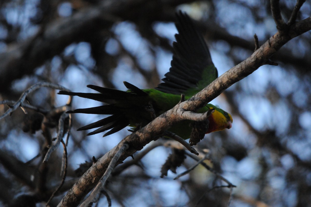 papouškovec nádherný - ML639254631